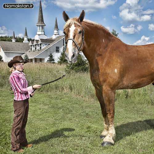 عکس های دیدنی رکورد گینس بزرگترین اسب زنده