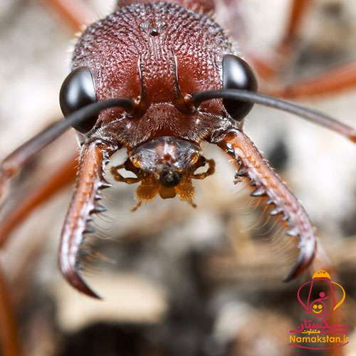 رکورد گینس خطرناک ترین مورچه در جهان