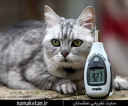 رکورد گینس بلندترین صدای گربه خانگی