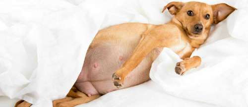 بارداری سگ: سگ باردار چه نشانه‌هایی دارد؟