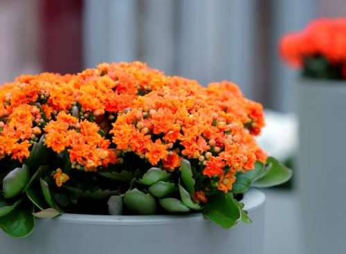 اصول نگهداری گل آپارتمانی کالانکوا زیبا در خانه