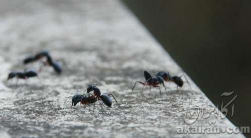 از بین بردن مورچه در خاک گلدان با 4 روش متفاوت اما موثر | خانه داری