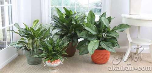 گیاهان آپارتمانی مقاوم؛ ۲۹ گیاه آپارتمانی که به خانه شما طراوت می بخشند  | خانه داری