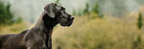 سگ گریت دین: آشنایی با نژاد Great Dane و ویژگی‌های آن‌ها!