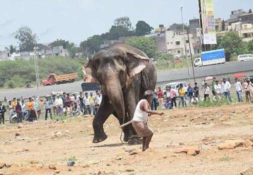 حمله فیل سیرک به خیابان در هند !+ عکس