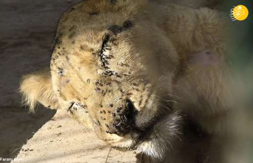 مرگ هولناک شیرها از گرسنگی در باغ وحش + عکس