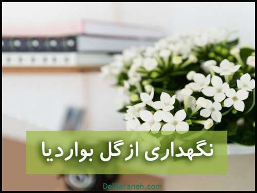 گل بواردیا | نگهداری از گل بواردیا (آبیاری،نور،خاک،کود،دما)