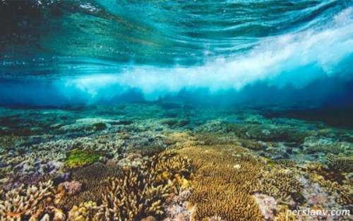 جزایر مرجانی استرالیا بزرگ‌ترین مجموعه صخره‌های مرجانی در دنیا