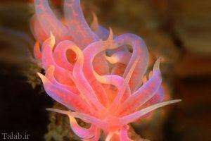 عکس هایی از موجودات زیبا در اعماق اقیانوس ها