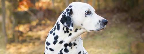 سگ دالمیشن: آشنایی با نژاد Dalmatian و ویژگی آن‌ها!