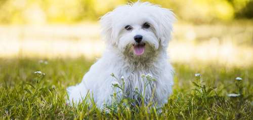 سگ مالتیز: آشنایی با نژاد Maltese و ویژگی آن‌ها!