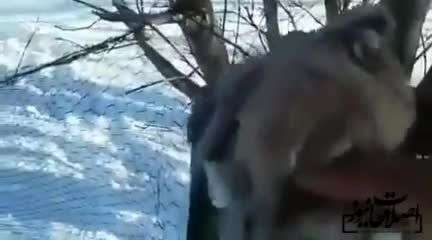 فیلم| یخ زدن پرندگان روی شاخه درخت در خلخال!