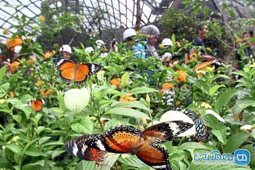 پارک پروانه؛ دیدنی شگفت انگیز و زیبا در مالزی