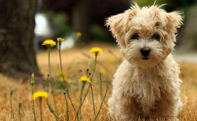 8 نژاد کوچکترین سگ های زیبا