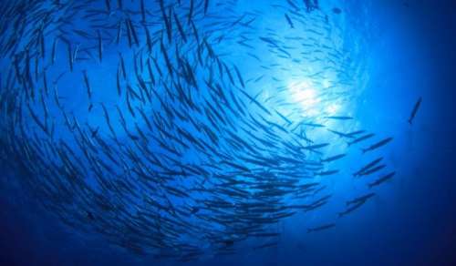 چه تعداد ماهی در اقیانوس زندگی می کنند؟