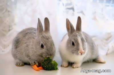غذای خرگوش چیست؟ آشنایی با برنامه غذایی سالم برای خرگوش ها
