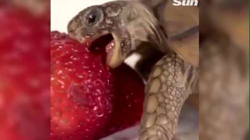 فیلم| تلاش لاک پشت برای خوردن توت فرنگی!