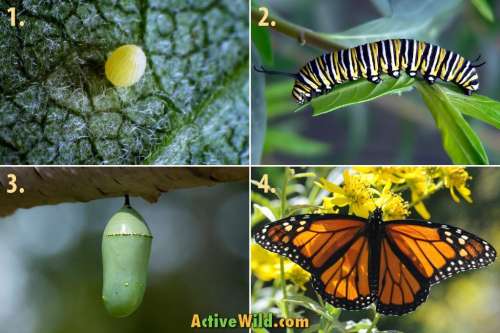 چرخه زندگی یک پروانه در چهار مرحله + فیلم