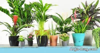 معرفی انواع گیاهان تصفیه کننده هوا مناسب برای فضاهای بسته