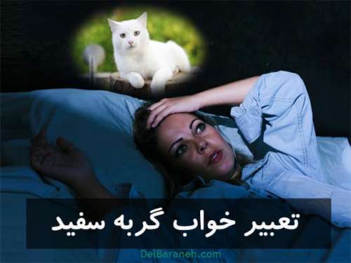 تعبیر خواب گربه سفید | دیدن گربه سفید در خواب نماد چیست؟