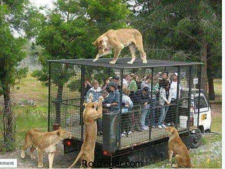 عجیب ترین و متفاوت ترین عکس باغ وحش در دنیا