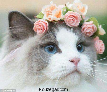 انواع زیباترین عکس گربه ملوس و دوست داشتنی ایرانی و خارجی