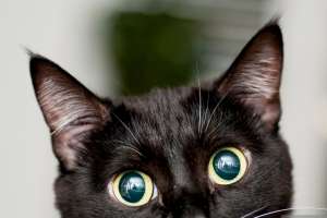 خطر خیره شدن به چشمان گربه ها !