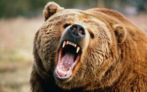 صدور دستور قتل خرس قهوه ای در شمال ایتالیا به دلیل حمله به پدر و پسر کوهنورد