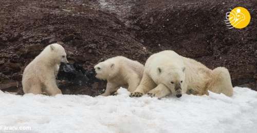 بچه های خرس قطبی در حال خوردن کیسه زباله + عکس