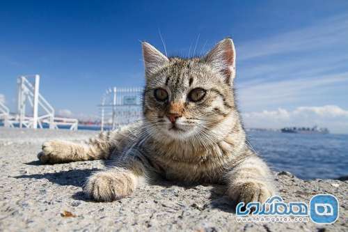 ده نقطه عالی برای یک سفر ایده آل و گذران تعطیلات با گربه ها