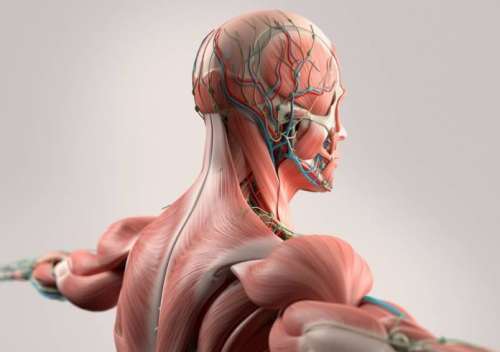 30 مورد از حقایق جالب درباره بدن انسان که شما را شگفت زده می کند