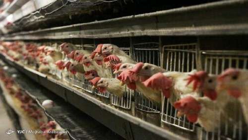 بحران در کمین بازار مرغ است؟