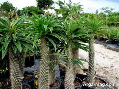 راهنمای تکثیر نخل ماداگاسکار و شناخت شرایط پرورش این گیاه