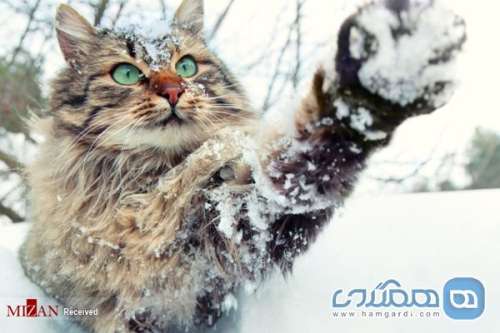 حیوانات در فصل زمستان + عکسها