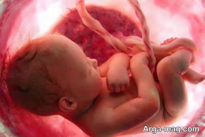 مراحل رشد جنین در شکم مادر در طی دوران بارداری
