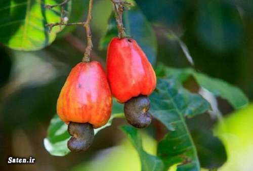 خاصیت درخت بادام هندی برای درمان آسم