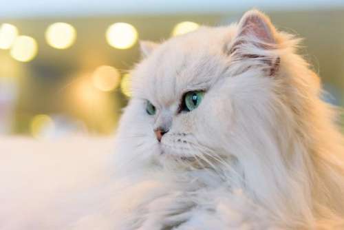 اسم گربه ایرانی و فارسی برای گربه دختر و پسر