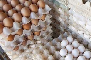گرانی 10 هزار تومانی هر شانه تخم‌ مرغ