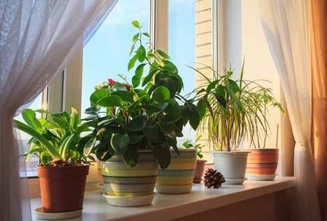 گیاهان مقاوم به نور مستقیم آفتاب