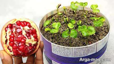 کاشت دانه انار در گلدان و در باغ و شرایط مورد نیاز رشد و پرورش آن