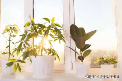 میزان نور گیاهان آپارتمانی باید چقدر باشد؟