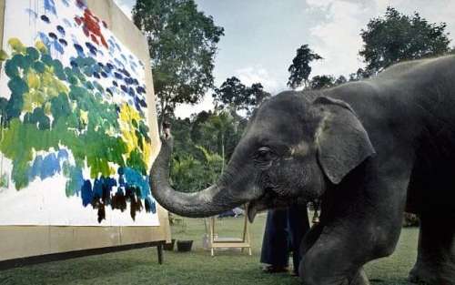 ببینید: نقاشی‌هایی که فیل‌ها با خرطوم خود کشیدند
