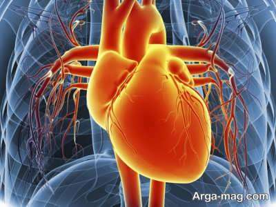 شناخت کامل آناتومی قلب انسان و اجزای آن