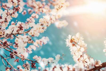77 عکس دیدنی از شکوفه زردآلو با کیفیت بالا