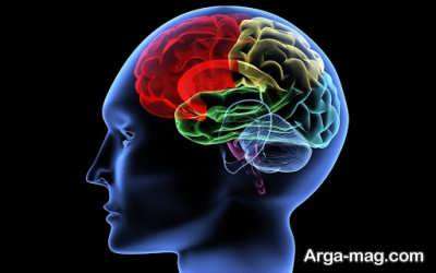 آناتومی مغز انسان و بررسی ساختار اصلی آن