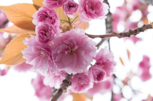 عکس پروفایل شکوفه های بهاری درختان بسیار زیبا با کیفیت بالا
