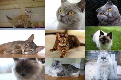 زیباترین گربه های جهان (مشخصات ۱۰ نژاد زیباترین گربه های جهان )