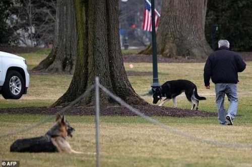 حمله سگ بایدن به گارد امنیتی کاخ سفید