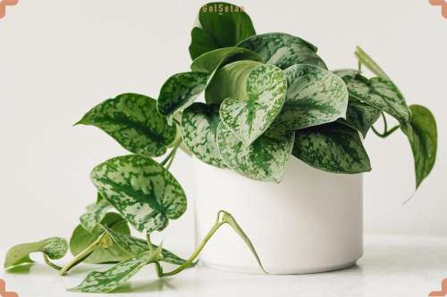 اطلاعات کامل گیاه پوتوس + روش های نگهداری و پرورش گیاه آپارتمانی پوتوس یا پیتوس