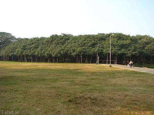 بزرگترین و عریض ترین درخت جهان در هندوستان